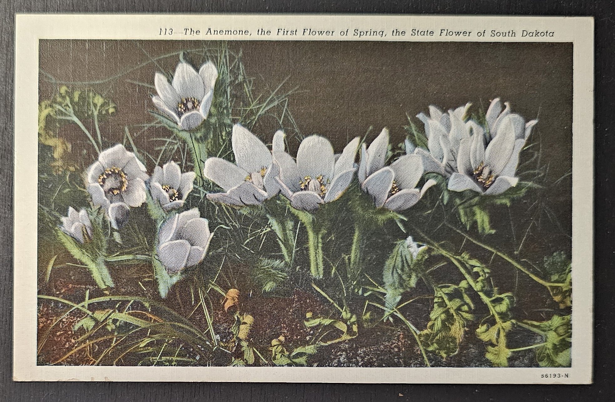 postcard USA - SD - South Dakota #0004 (image for) postcard USA - SD - South Dakota #0004